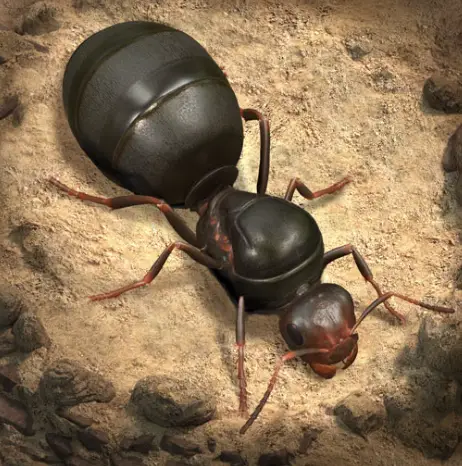 The Ants